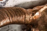 Déco tête de taureau Matador 70cm cuivre flammé